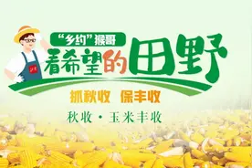 抓秋收 保丰收 | 金秋“丰”景 玉米丰收图片