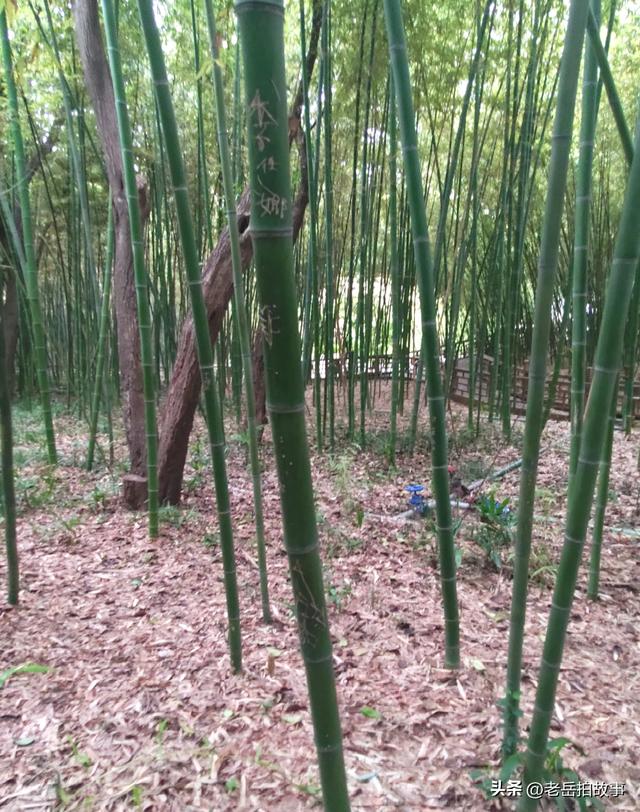 公园竹林里展现的是一些人的低素质，其行为与秀竹相比格格不入！
