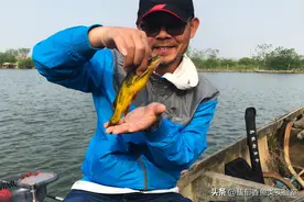 野钓黄辣丁的5个秘诀，连续咬钩不停口图片