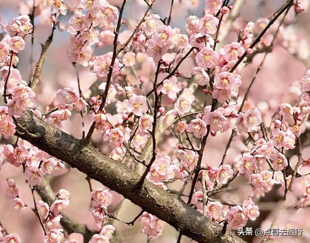 成都最新5个梅林花海，你该去哪个？其中一个被称为成都小林芝！