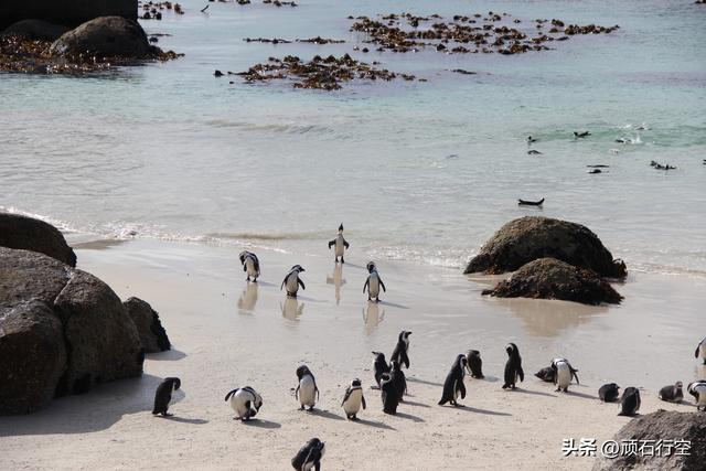南部非洲：南非开普敦企鹅岛