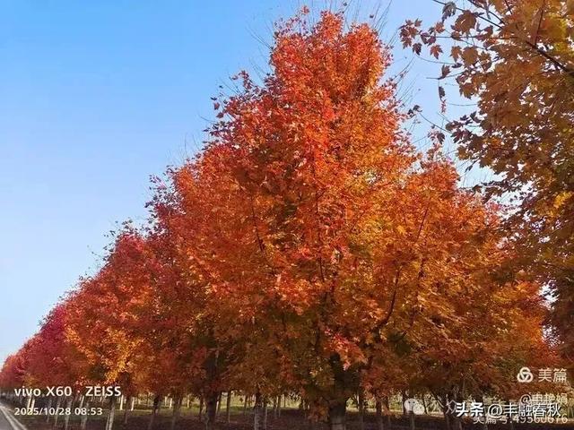 丹枫映秋，枫彩满楼｜申艳娟