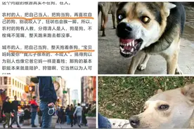 农村把人当人把狗当狗，狗到处跑不咬人，城市恰相反所以狗咬人？图片