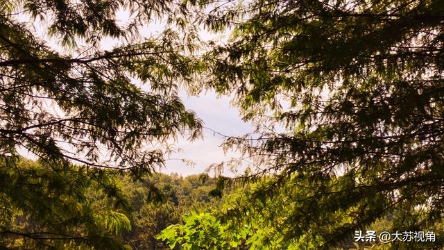 南京私藏的秋日秘境！溧水无想山的秋，才是真·金陵浪漫