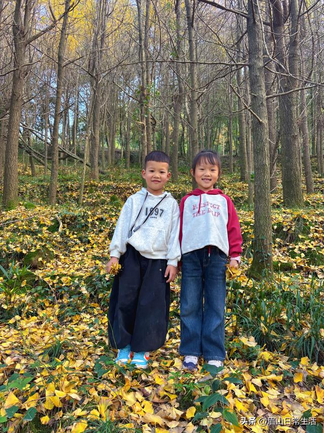 赴一场银杏之约 共享丹棱金色长廊的冬日浪漫