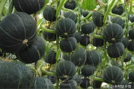 种植黄瓜、南瓜、丝瓜等瓜类蔬菜，分享几个小技巧，结瓜多又多图片