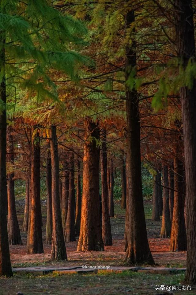 最新实拍！德阳东湖山都美成啥样了啊？太夸张了