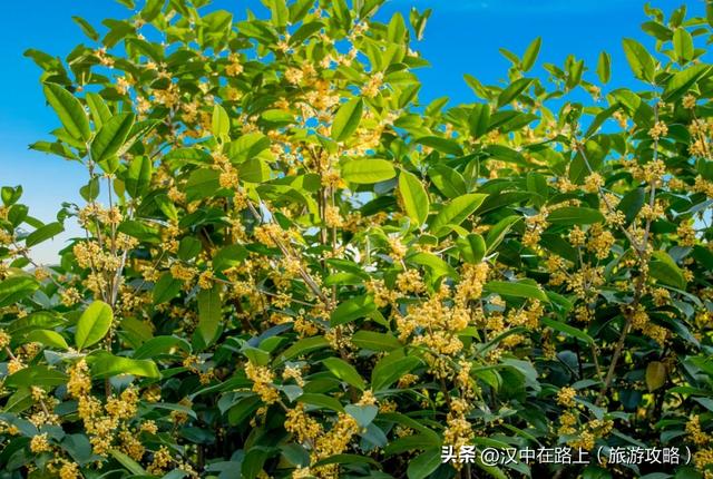 秋雨落汉中，桂香漫全城（最佳赏桂打卡点推荐）