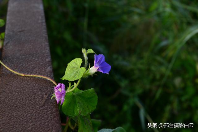 河北省第九届旅发大会主会场——邢台•襄湖森林公园（图）