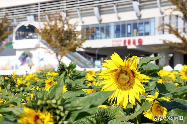 出站即入画，江苏苏州花桥地铁站向日葵花海浪漫触手可及