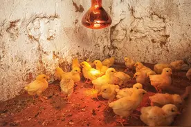 鸡拉白痢死得快是怎么回事？怎么解决？鸡拉白痢怎么治疗？图片