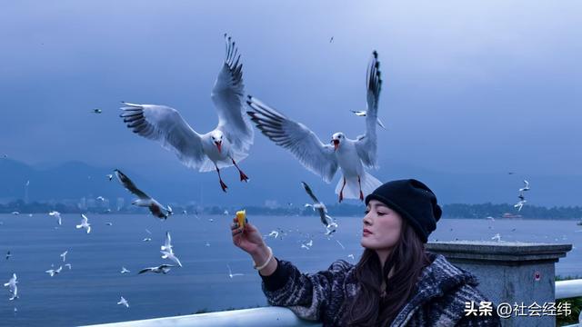 每日一景|漫步滇池湖畔·与海鸥共舞