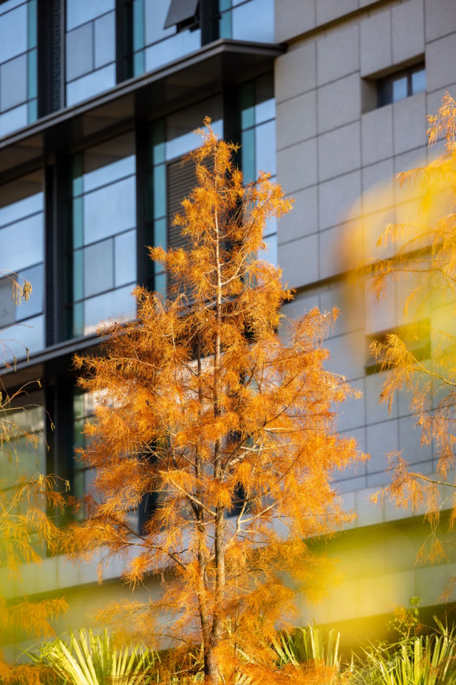 惠聚美好丨博罗的落羽杉，红了！