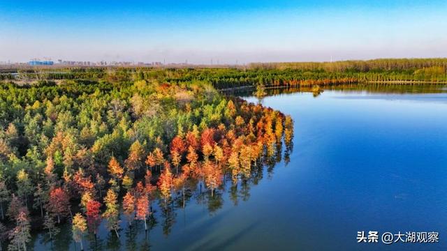 美成油画！合肥这片红衫林，藏不住了！