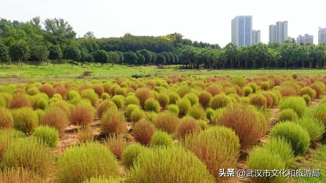 “红色地肤海”进度90%，错过再等1年！