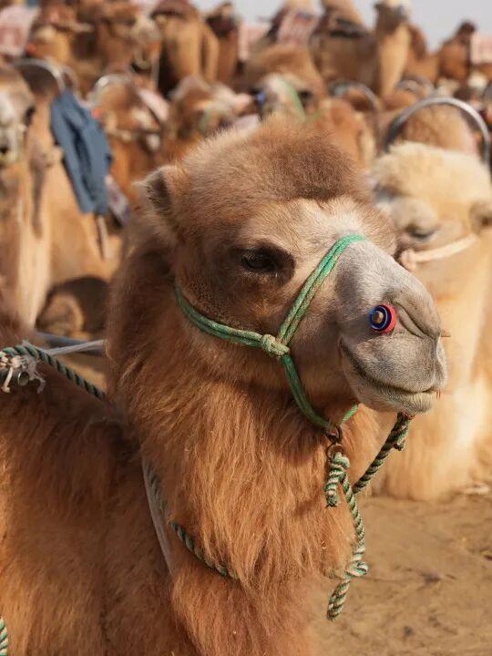 鸣沙山的骆驼悄悄“穿”上冬装啦！