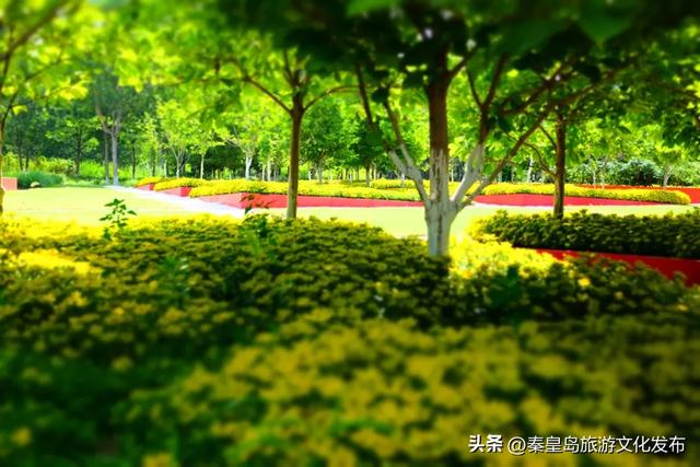 统统免费！秦皇岛家门口的这些好去处，千万别错过！
