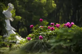 一场盛大的芍药盛宴正在长三角地区悄然拉开帷幕！一起来打卡吧~图片