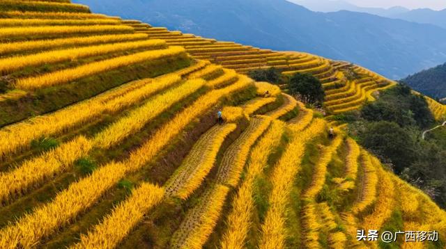 龙脊不“剪”秋，梯田收割正当时快来体验~
