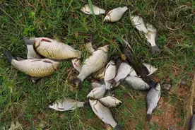 野钓鲫鱼“神”饵配方，制作非常简单，效果绝对满意图片