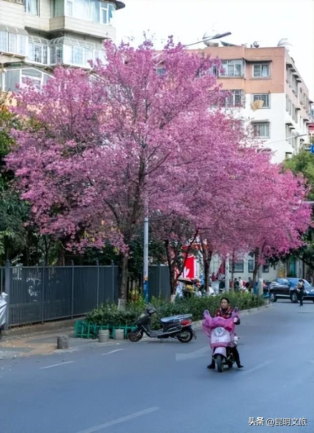 美炸！美炸！全国裹貂我赏樱！昆明最全冬樱赏花攻略来了，周末快冲~