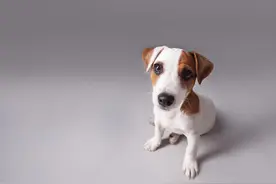 狗绳子卡电梯导致损坏，谁责任？法院判了→图片