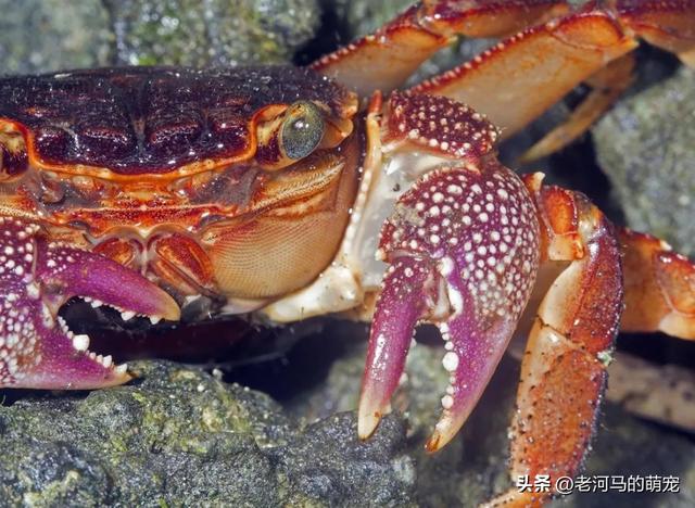 如何养螃蟹：从入门到精通的小秘诀