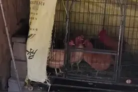 "令人瞠目结舌！姜萍家庭的惊人变故揭秘"图片