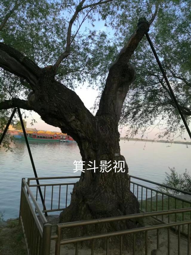 颐和园西堤古柳，三百年沧桑的见证者。