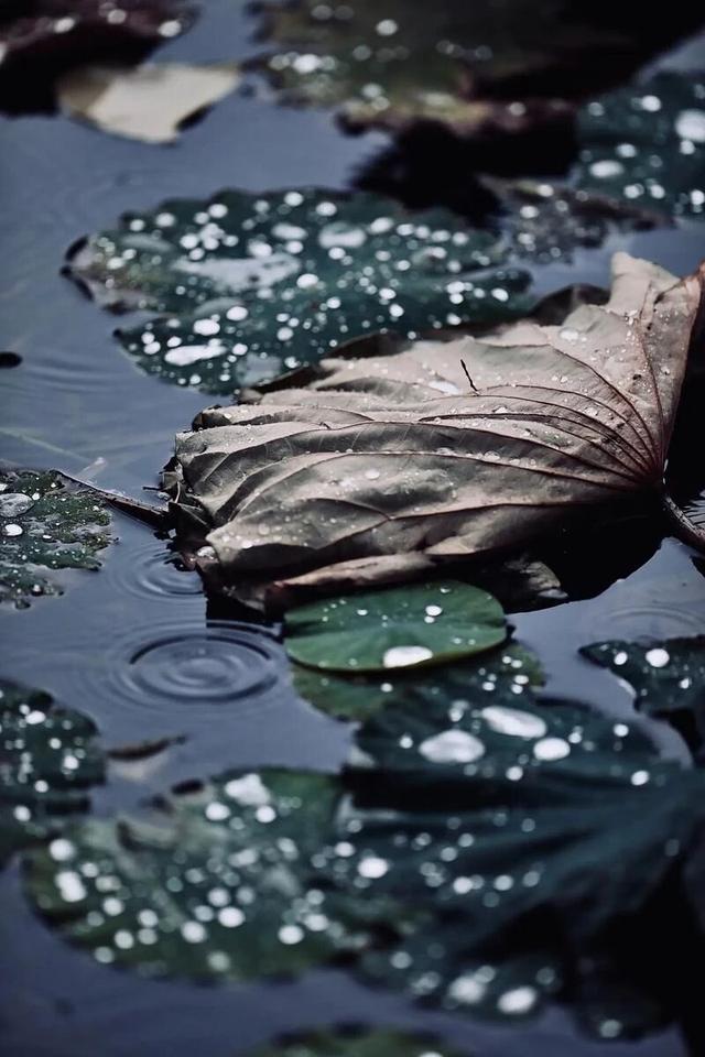 雨落神都，洛阳便成了水墨画！这5个地方最适合雨中漫步