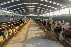 绥德：牛产业链条式发展走出“牛路子”图片