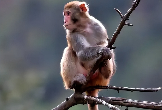 伤害1只也不行！2024年女游客徒步比赛被抓咬，十余只持续3分钟