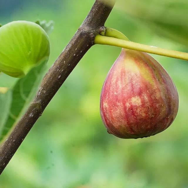 秋崃 | 秋日蜜语，果香满溢：赴一场邛崃无花果的甜蜜邂逅