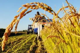 中俄粮食产量差距犹如断崖！俄罗斯年产1.42亿吨，中国多少吨？图片