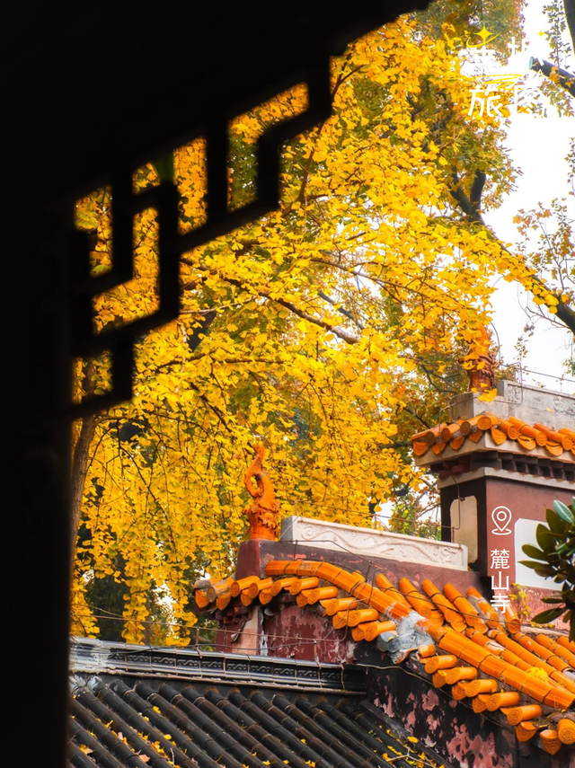 星城鎏金，银杏逐光