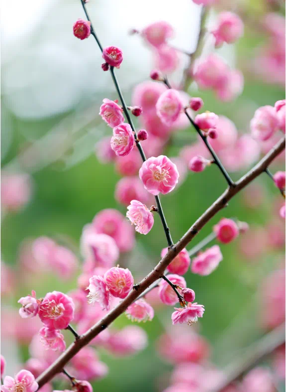 千真万确！渝北，入春了！