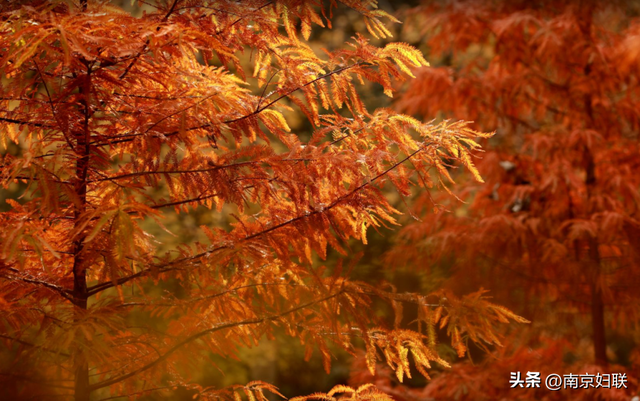 人在南京，红叶正盛，等你来～