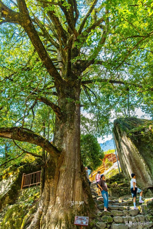 江西文旅为什么不宣传明月山？藏有世界罕见温泉，还有千年古银杏