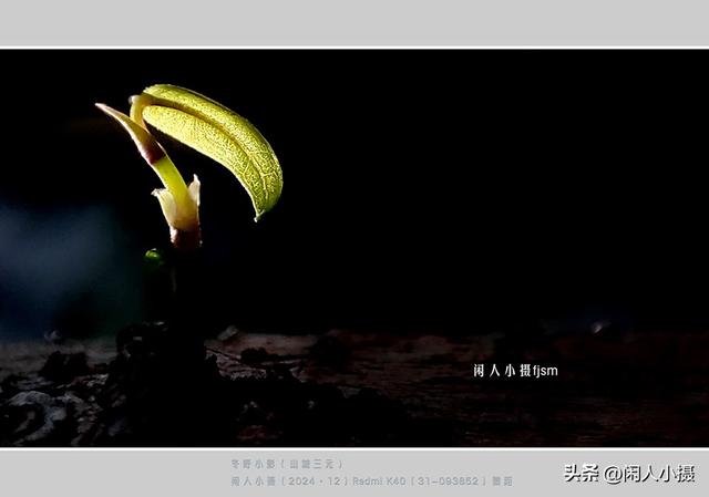 聊手机摄影（85）手机摄影用光入门须掌握，极具表现力的逆光摄影