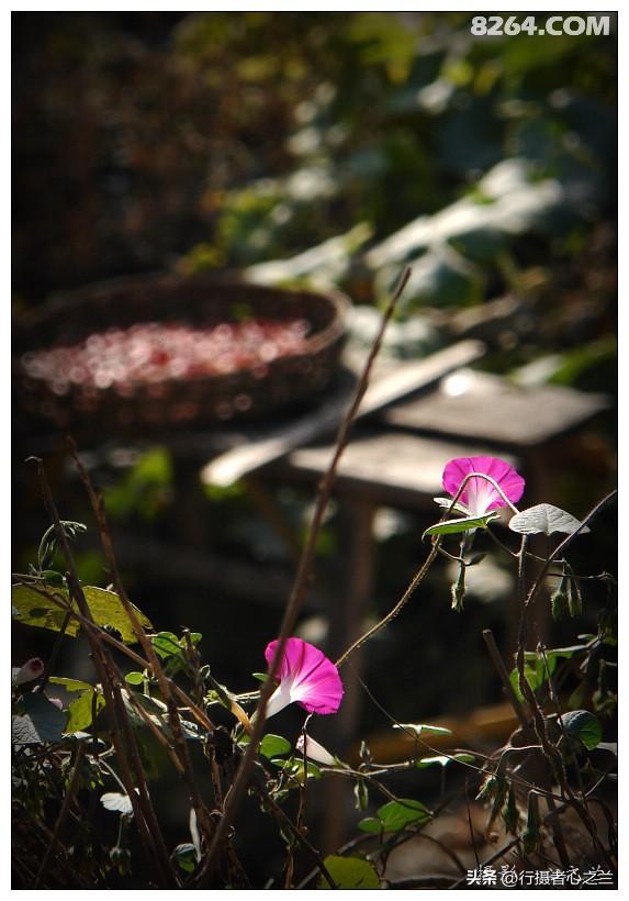 山东行游影记（194）—青州仰天山柿子沟（二）