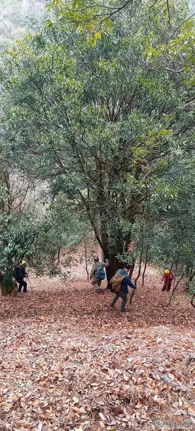 五次试走，终于揭开楠溪江源头永仙边界这条防火道的神秘面纱！