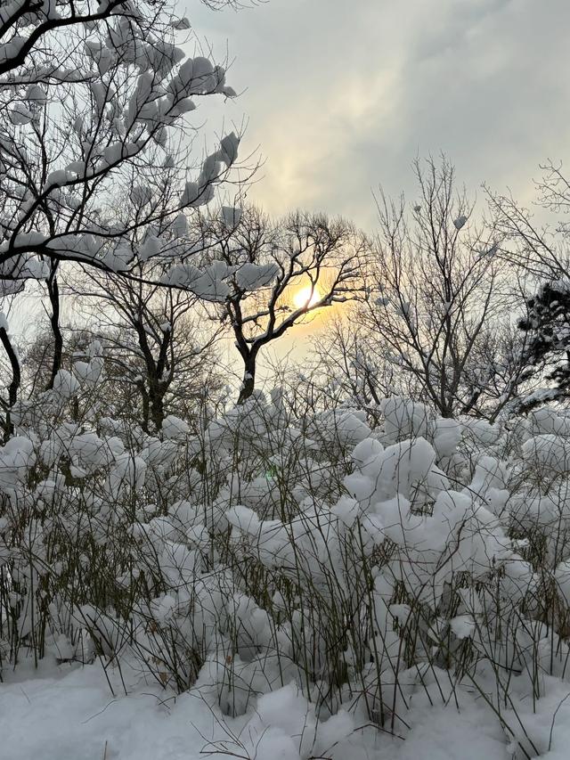 雪后的国家植物园如仙境