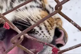 这是真“虎”呀！东北虎伸舌头舔铁网被粘住图片