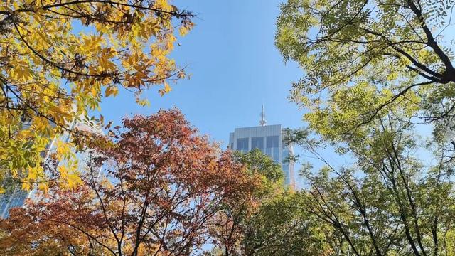 寻美薛城丨自然盛宴！橙黄橘绿好景时，市民中心初冬的“限定美景”已上线！