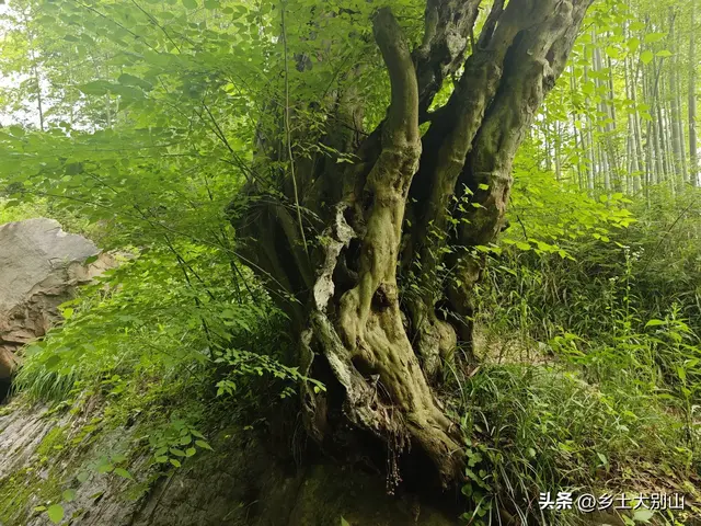 藏在大别山里的青檀古道，如今很多人不知道这条古道了！