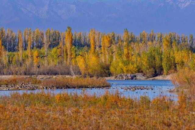 鸿雁带霜来，秋色始斑斓