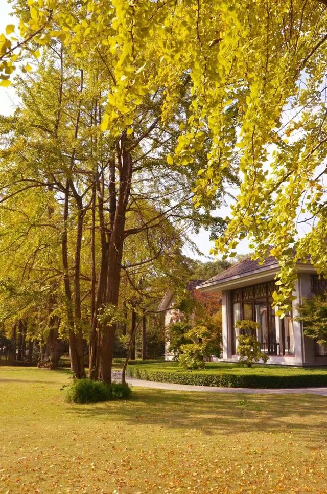 【美丽四川】一年一度朋友圈银杏比美时刻又来了！