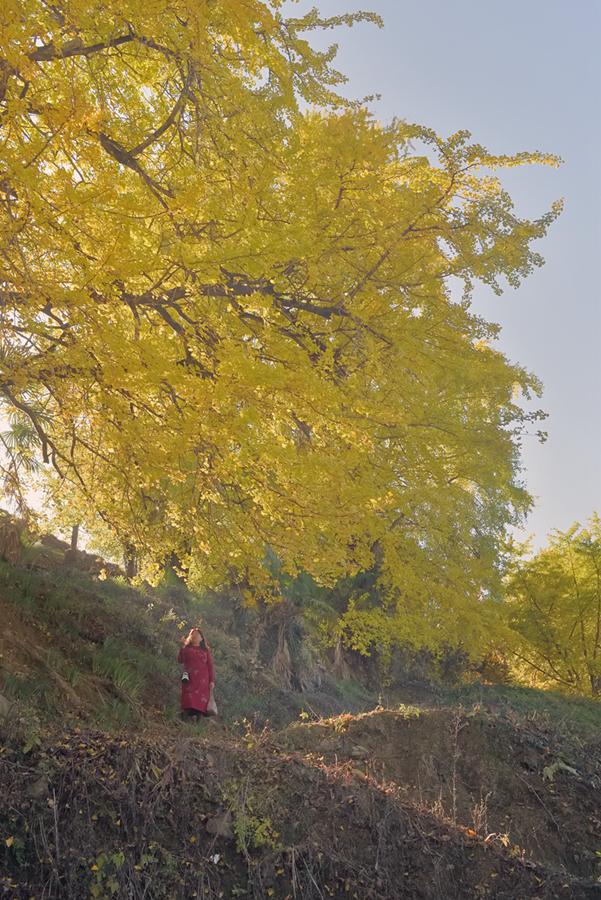 深秋，到政和大岭村看银杏黄叶去。