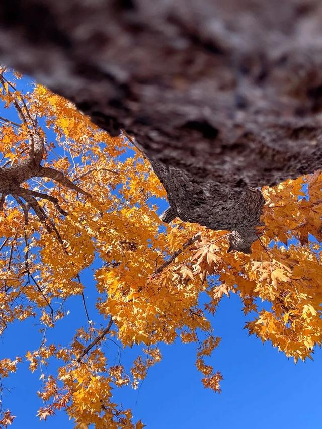 快看！京西福地门头沟已经满是秋天的颜色——