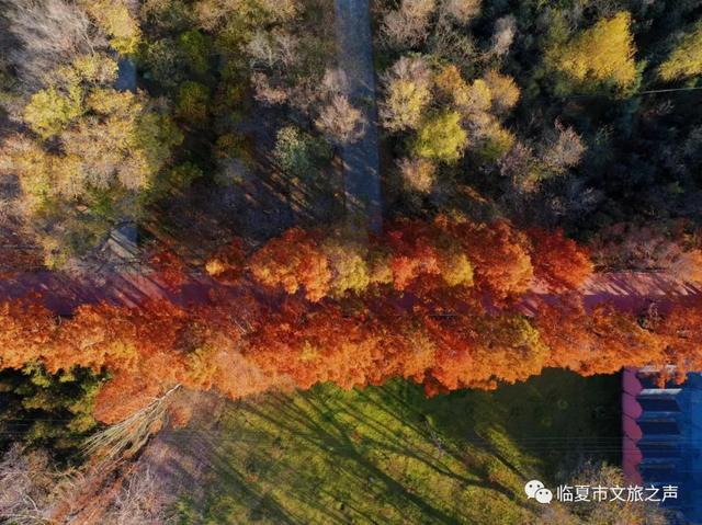 闯入油画世界!东郊公园水杉廊道正红得热烈,美到失语~